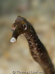 found in Lembeh; D200 by Thomas Lueken 